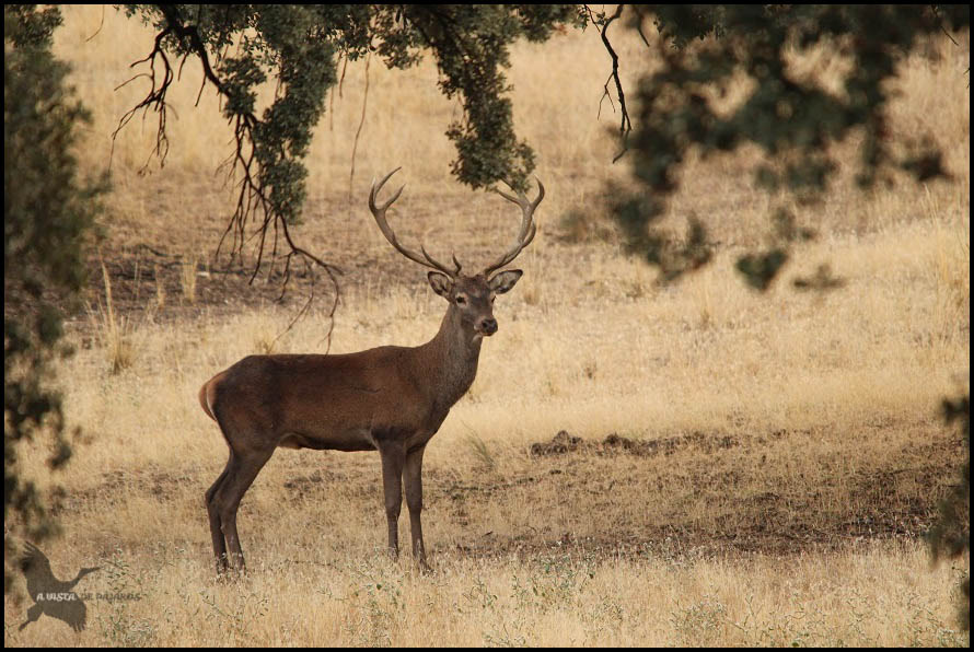 Venado